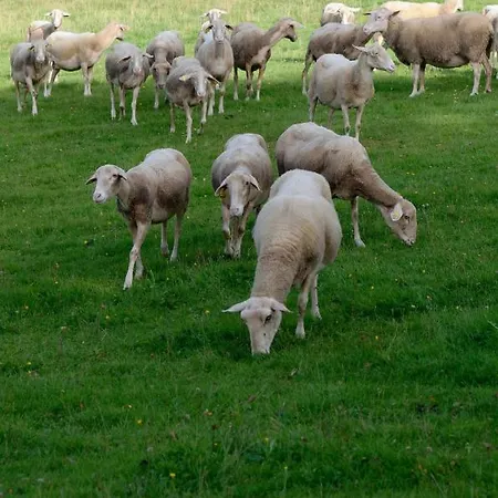La Tiny House De La Bergerie Vakantieboerderij