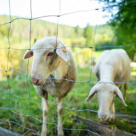 La Tiny House De La Bergerie ファームステイ *