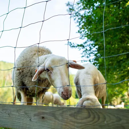 Vakantieboerderij La Tiny House De La Bergerie Lierneux