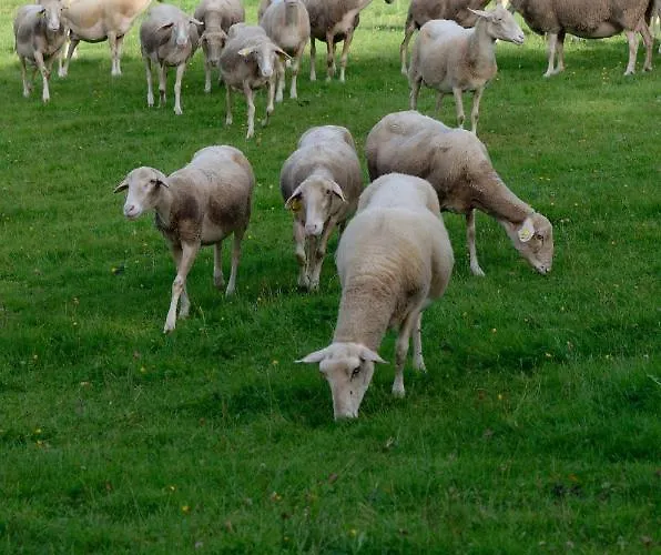 La Tiny House De La Bergerie Alloggio per agriturismo