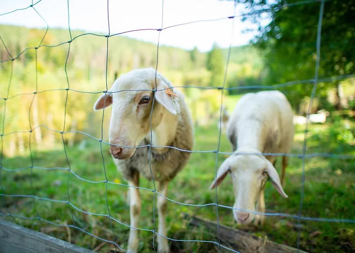 La Tiny House De La Bergerie Alloggio per agriturismo *