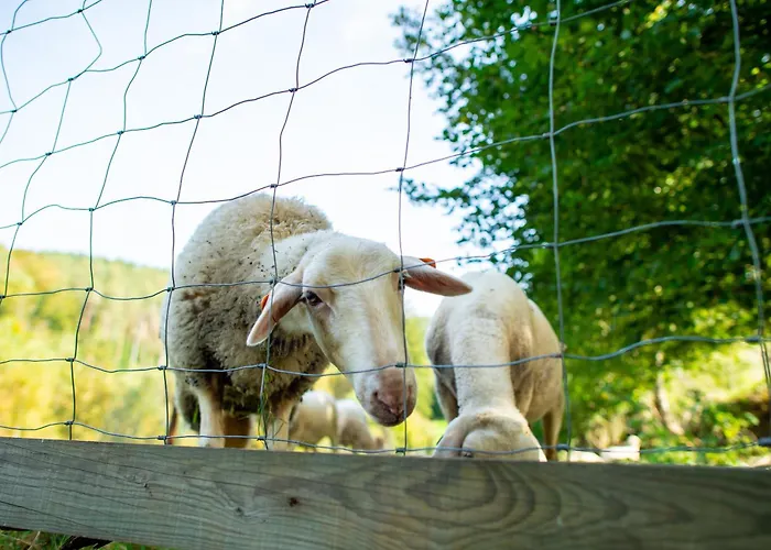 Alloggio per agriturismo La Tiny House De La Bergerie Lierneux